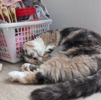 幼少期に心臓の検査はしていたため、先天性ではない