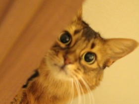 早く異変に気付けたのに助けられなかった…　愛猫を見送り、病院選びの重要さを実感