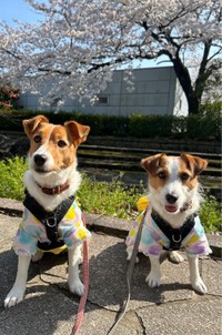 お花見を楽しんだ（左から）ノアさん、ペコさん（画像提供：ノアペコさん）