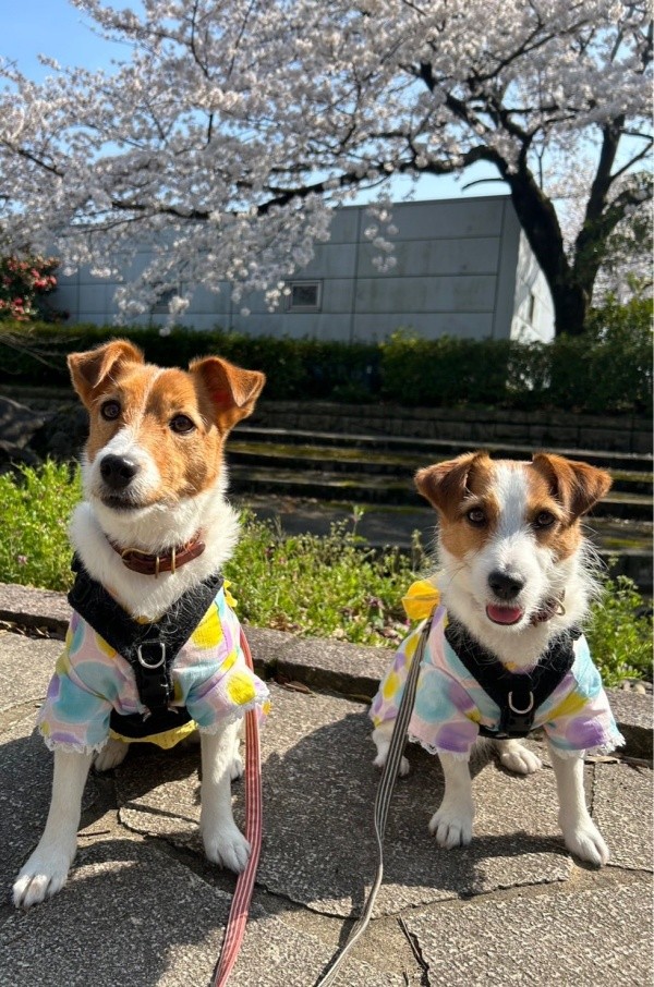 お花見を楽しんだ（左から）ノアさん、ペコさん（画像提供：ノアペコさん）