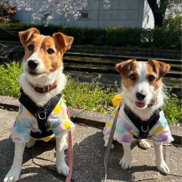 お花見を楽しんだ（左から）ノアさん、ペコさん（画像提供：ノアペコさん）