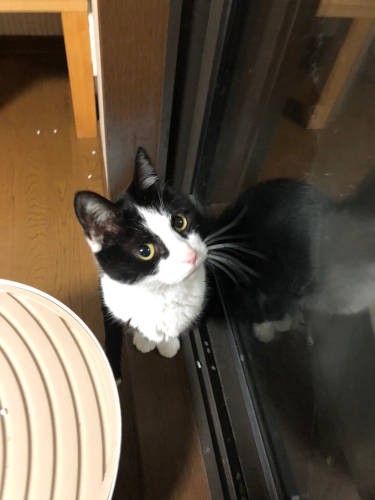 「小顔で決めてみたにゃ」