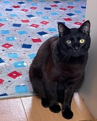 タロウくんはオッドアイ。右がブルーで左がイエロー＝anko_kinako222さん提供
