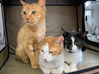 保護団体にやてきた４きょうだいのうちの３匹