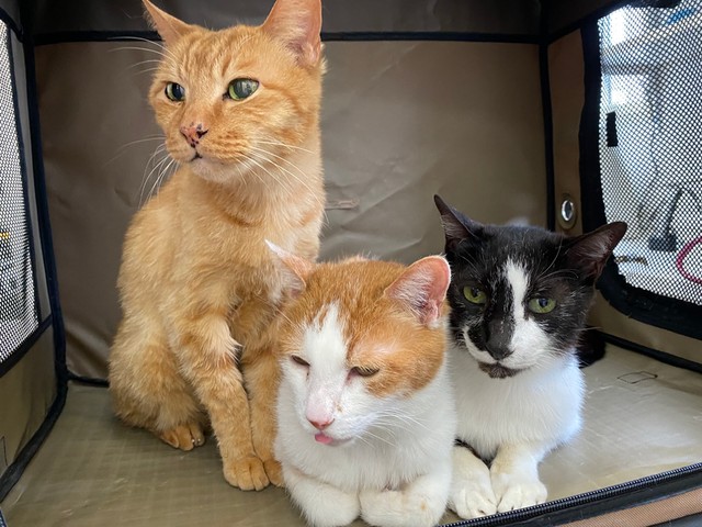 保護団体にやてきた４きょうだいのうちの３匹