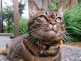 七夕のころに保護されたキジトラ猫　名前は七夕（なゆ）