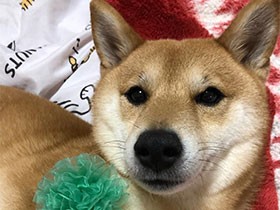 お花の飾りをもらったよ　くりくりおめめの柴犬「諭吉」