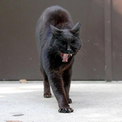 あくびをする斎藤さん＝まちかねこ調査隊提供