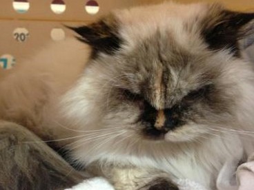 熊本地震でペットは　ピアノの隙間に隠れ、フードも喉通らず