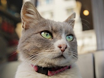 猫の街イスタンブール　野良猫と人間の優しい関係を描いた映画