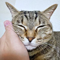 6歳を迎えたぴーちゃん。飼い主さんとの絆も強く結ばれています（画像提供：単発0x0さん）
