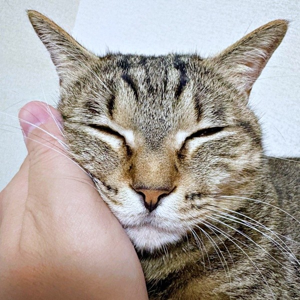 6歳を迎えたぴーちゃん。飼い主さんとの絆も強く結ばれています（画像提供：単発0x0さん）