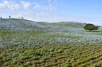 ３分咲きのネモフィラ