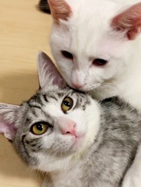 センちゃんの毛づくろいをするテンちゃん（画像提供：M家猫沢山さん）