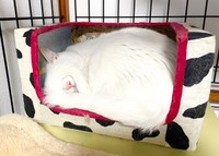 思わず二度見！尻尾でアイマスクをして眠るショボくん（画像提供：大和なでしこさん） 2