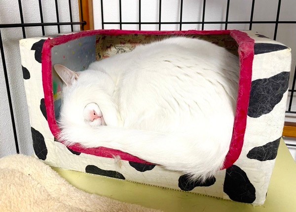 思わず二度見！尻尾でアイマスクをして眠るショボくん（画像提供：大和なでしこさん） 2