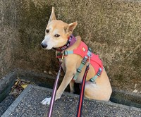 なかなか心を開いてくれなかった元野犬のメス犬・かりん