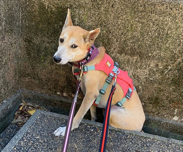 なかなか心を開いてくれなかった元野犬のメス犬・かりん