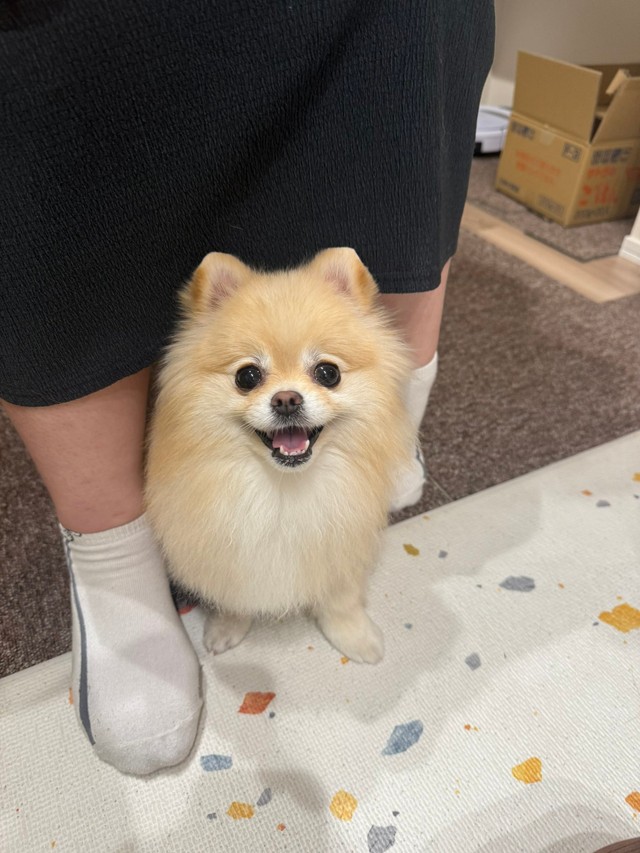 帰るのが辛くなりそう…（画像提供：ポメラニアンの若様さん）