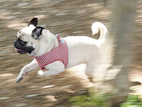 ドッグランでお友だちを見つけてダッシュ！　パグの「こむぎ」