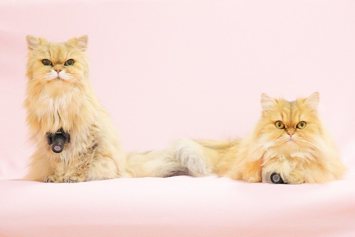 カメラを首にかけた師匠と弟子。にゃんちーちゃん20歳、にゃんつーちゃん1歳。こんなに近くでじっとしていることはほとんどないのでとても貴重なショット（中尾亜希さん提供）