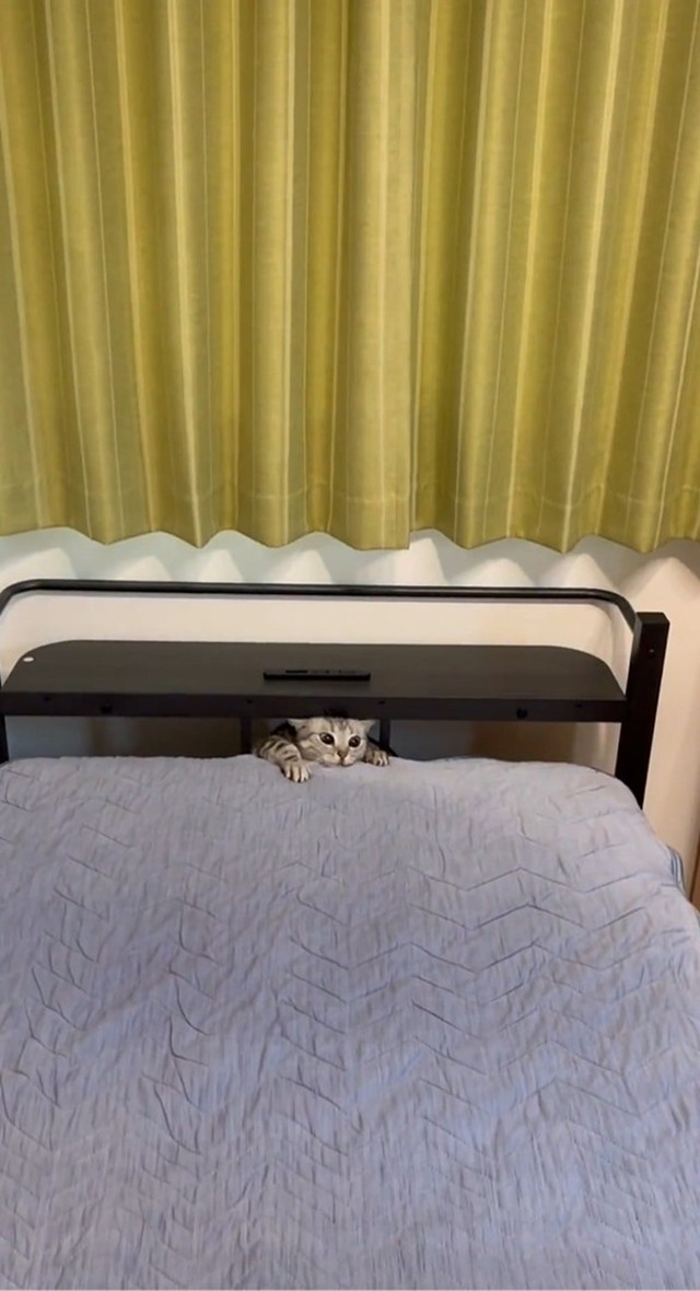 ひょこ！（画像提供：あんこともなか 充電ねこさん、動画よりキャプチャ、画像を一部トリミング）