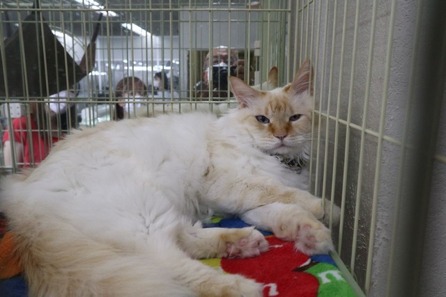 社員のきなこ君