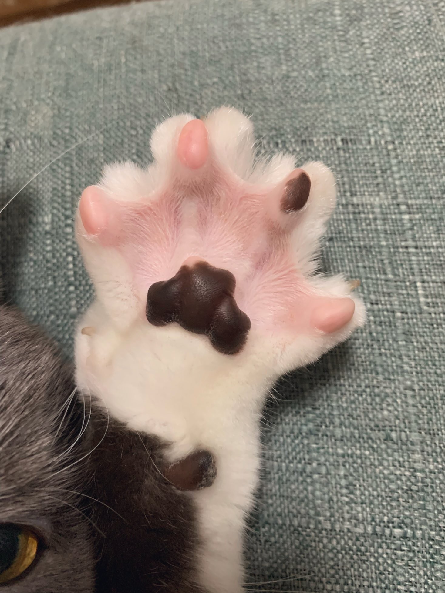 肉球の見せ方のお手本」肉球全開の猫さんにネット衝撃！ 「アポロ