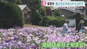 色とりどりのハナショウブが見頃　貴重な品種も　宮城・栗原市