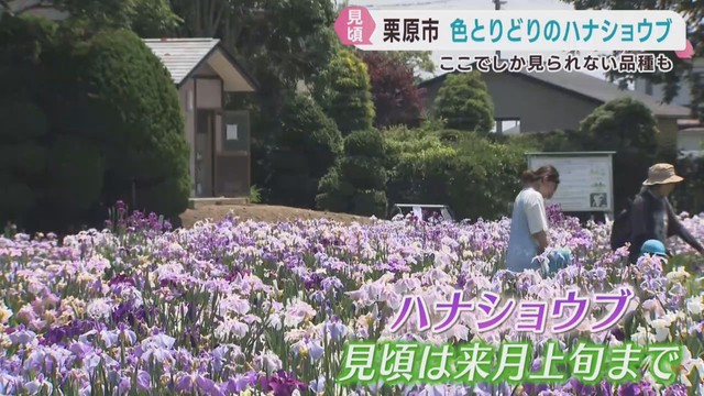色とりどりのハナショウブが見頃　貴重な品種も　宮城・栗原市