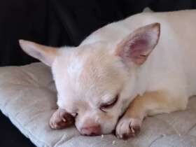 どんな夢を見てるのかな？　リビングでまったりするチワワ「たけぽち」