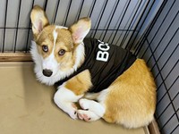 いたずらっ子な上目遣いがかわいいボスくん（画像提供：一番星ぶん太 B.B.B Corgisさん）