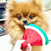 「遊んでー」スイカのおもちゃを持ってきたぽきちくん（画像提供：たぬことぽきちさん）