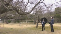 高松市の桜開花はいつ？　気象台職員が栗林公園でソメイヨシノの標本木を確認