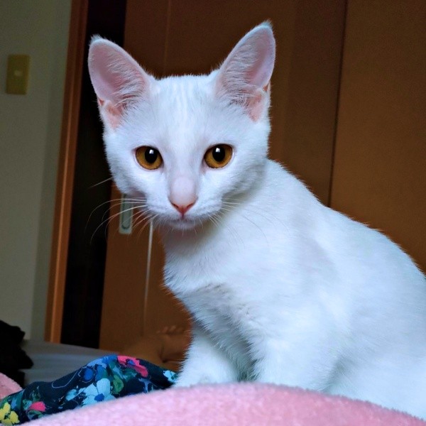 保護から約2カ月後、飼い主さんを起こするるさん（画像提供：あるくきくらげさん）