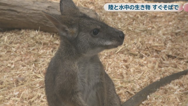 いきものワールド in コンベックス岡山