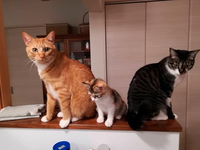 ココが加入して親子のような関係性に。（飼い主さん撮影）