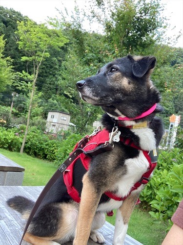 風を感じるルナ。「お散歩は素敵なのよ、なーちゃん知らなかったの？」（田形さん提供）