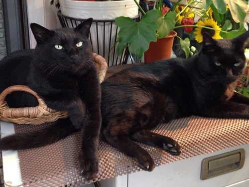 原宿の街に生きた花屋の黒猫たち　看板猫との出会いと別れ