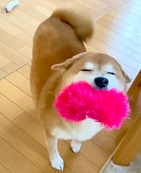 「柴犬ドラマ」の影響を危惧…SNSで見る「可愛い柴犬」と現実は違う（動画からキャプチャー／提供：ミニすずさん）