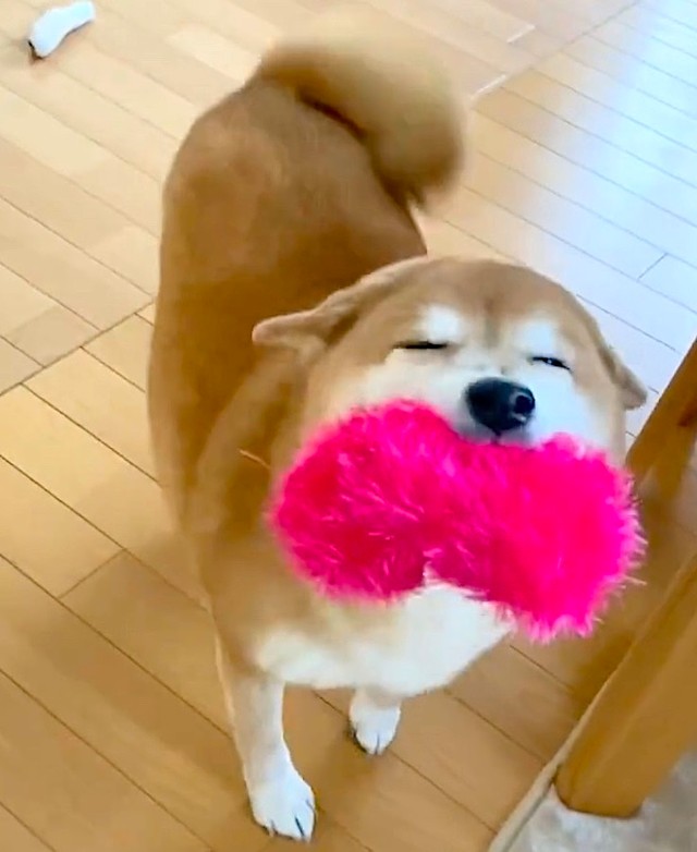 「柴犬ドラマ」の影響を危惧…SNSで見る「可愛い柴犬」と現実は違う（動画からキャプチャー／提供：ミニすずさん）
