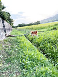 着地する数秒前のティーくん（画像提供：柴犬ティーくん＆パパさん）