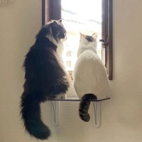 尻尾も大きい＝eme.rafさん提供