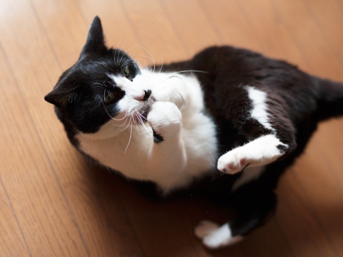 「今日はスポンジじゃなくて毛玉で遊んでるんだ」（小林写函撮影）