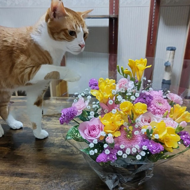 お花に興味津々＝tunakundayoさん提供
