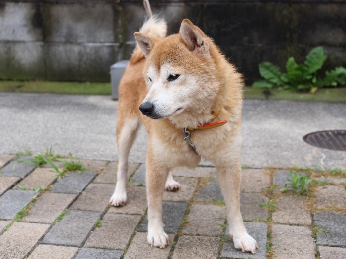 一緒に預けられていた柴犬