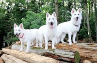 実写版「モロ一族」⁉︎ハッピーエンドな世界線の『もののけ姫』はきっとこんな感じ！（動画からキャプチャー／提供：Rookieさん @kainehenalu）