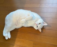 特に猫はその生涯のほとんどを室内で過ごします