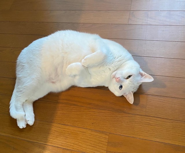 特に猫はその生涯のほとんどを室内で過ごします