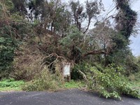 台風によって木が倒れた「ホタル水路」（写真提供・畑中葉子）